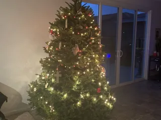 Segale Christmas Tree Lot