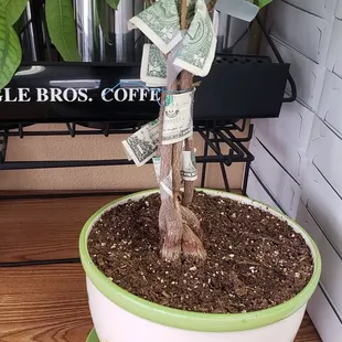 Money tree