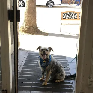 Not dog friendly, but there's plenty of places outside to lock up your pooch! https://www.instagram.com/ollienco