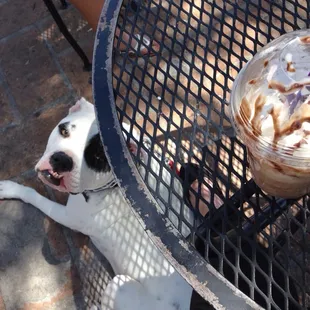 Great patio! Shady and dog friendly. The mocha explosion is delicious addition too.