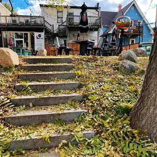 steps leading up to a tree