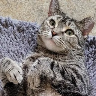 Taro 'Meow' D.