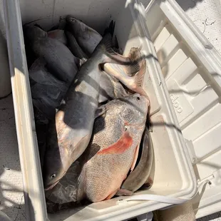 Caught a cooler full.