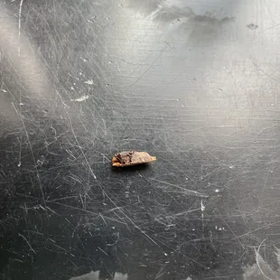 Piece of wood in my salad