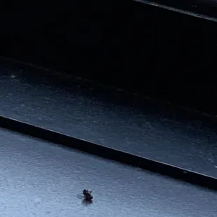 Fly carcass.