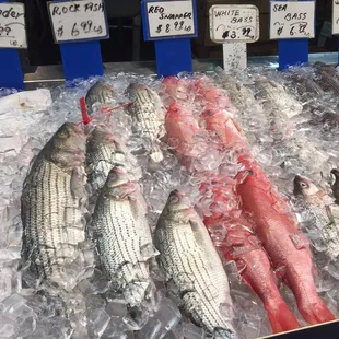 a display of fresh fish