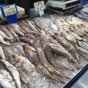 a variety of fish for sale