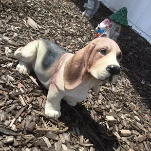 brown and white dog sitting on wood chips