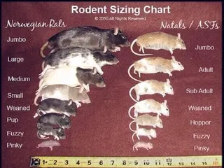 Ward's Pets