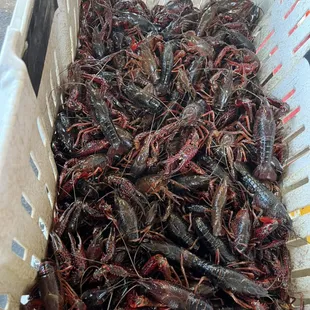 Getting ready for dat hot tub !