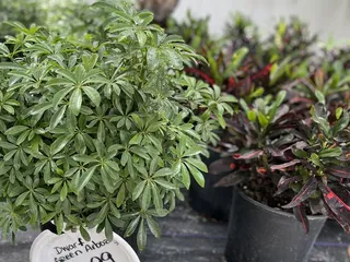 Manny's Daughters Garden of Joy