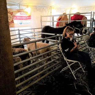 live Nativity animals