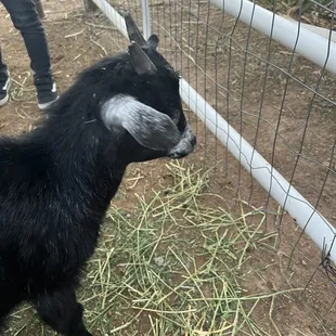 Petting zoo with sheep and goats