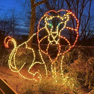 Christmas at the Zoo lights