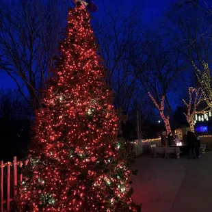 Christmas at the Zoo lights