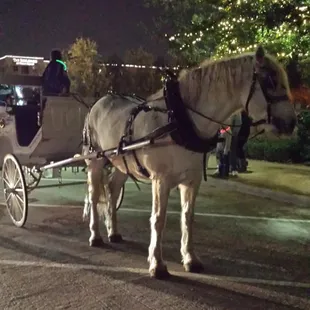 Horse drawn carriage rides for only $6 p/p! :-)