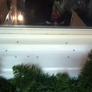 Dead bugs everywhere!