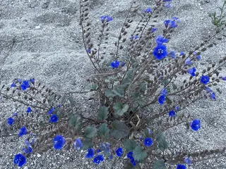 Smiling Dog Ranch at George Mehl Family Park