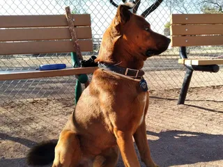 Flowing Wells Dog Park