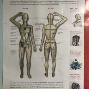 The Lymphatic System