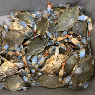 Blue Shell Crab