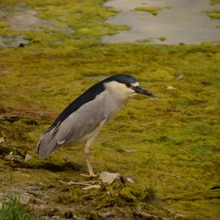 Wildlife enjoys the area too.