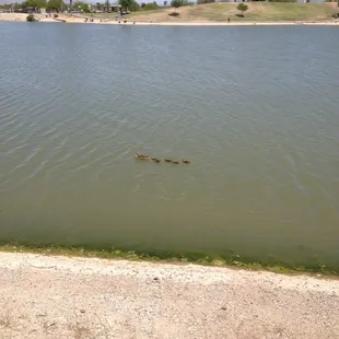 Cute little duck family