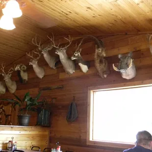 ows a man sitting at a table with several deer heads on the wall