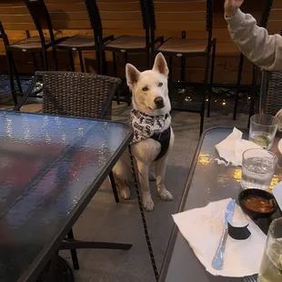 Patio is doggie friendly