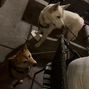 Barley and Maverick