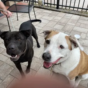 Puppy friendly Patio!!!!!