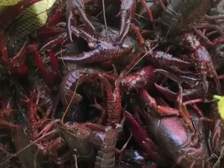 Parker's Seafood Market