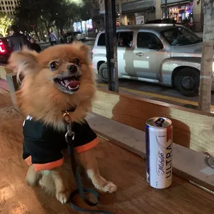 Dog friendly bar, what more could you ask for when you're a socially anxious millennial