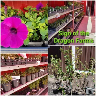 Sign of the Dragon Farms Plant Nursery is open at Church Street Market from May to October.  All locally grown annuals, perennials, trees