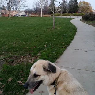 Nice walkways for people, dogs and bikes
