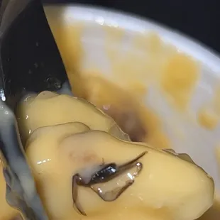 Dead insect in my macaroni and cheese