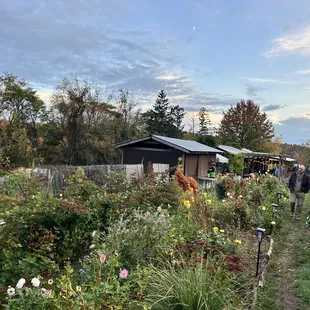 View of the garden and covered dining area.