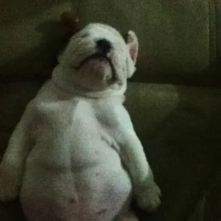 Hungry P.