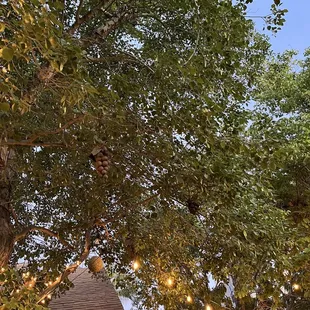 Trees with lights and decorations on the outdoor patio