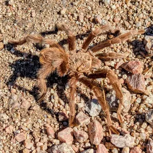 Just a boy out looking for love . . .