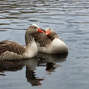 Geese in the lake near the long house