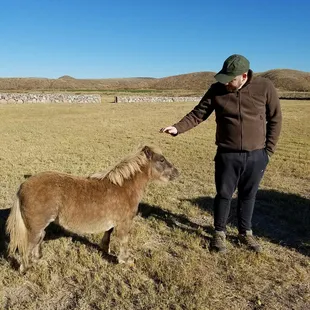 We fed the miniature ponies an apple. Nobody tell.