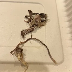 sushi and sashimi, sushi, sashimi, food