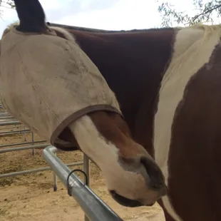 Stillwater wants to know what we're doing ! He's one of the the riding schools most beloved beginner geldings