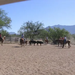Learning how to track cows during summer camp
