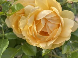 Reid Park Rose Garden