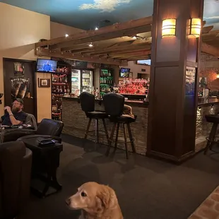 a dog sitting in the middle of the lounge