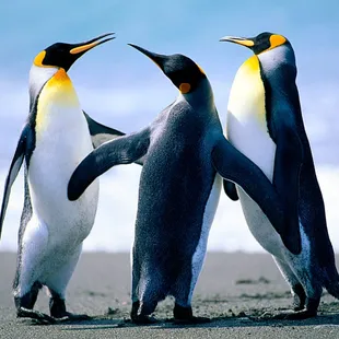 three penguins on the beach
