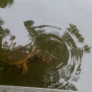 This big guy floated up to see what was happening