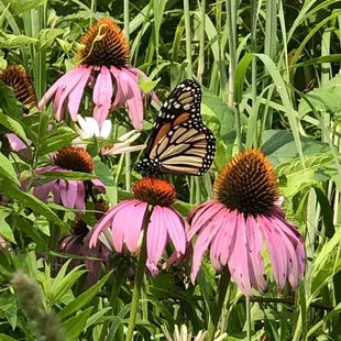 Redwing trail and a summer breeze.